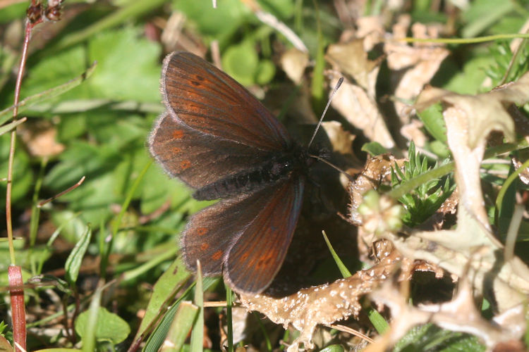Erebia epiphron aetheria: Bild 8