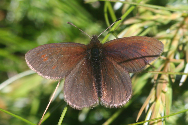 Erebia epiphron aetheria: Bild 9