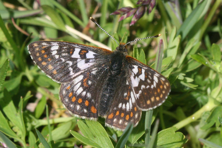 Euphydryas cynthia: Bild 5