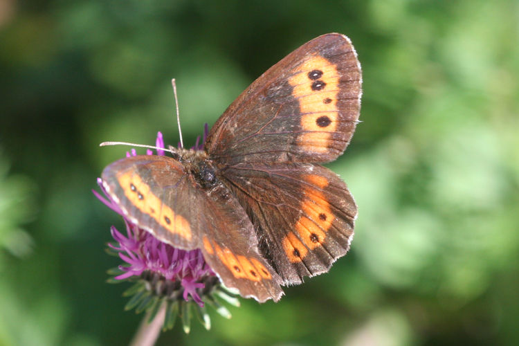 Erebia euryale isarica: Bild 9