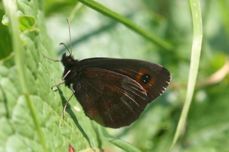 Erebia aethiops: Bild 7