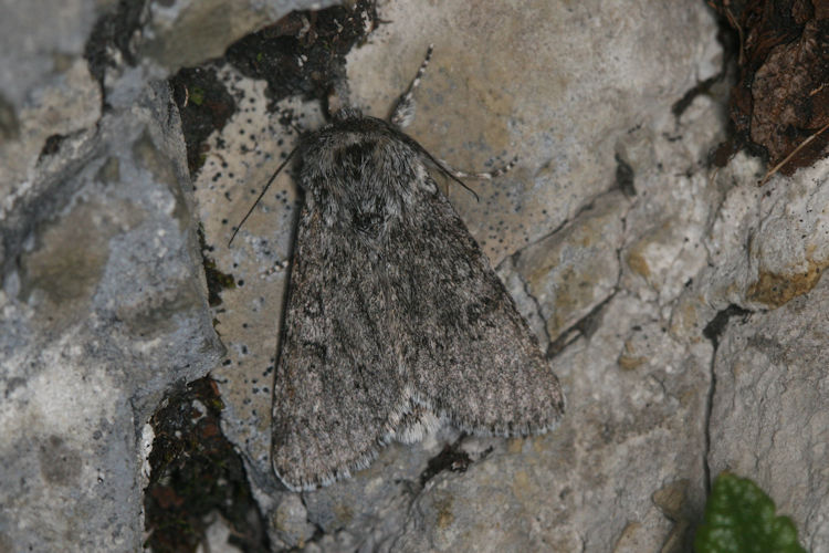 Acronicta euphorbiae: Bild 12