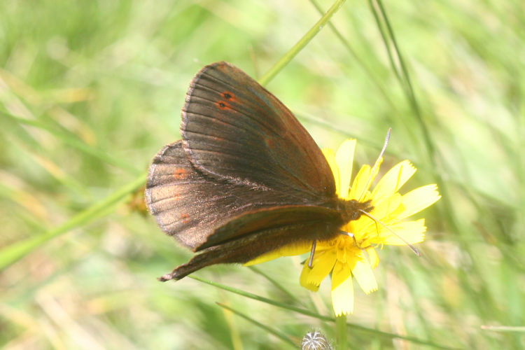 Erebia pronoe vergy: Bild 2