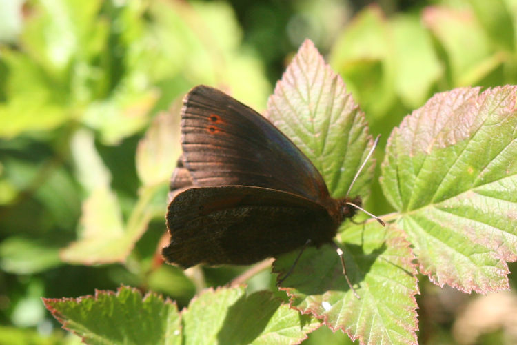 Erebia pronoe vergy: Bild 3