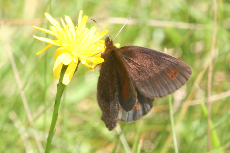 Erebia pronoe vergy: Bild 4