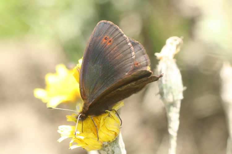 Erebia pronoe vergy: Bild 5