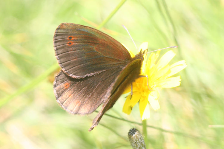 Erebia pronoe vergy: Bild 6