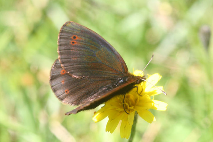 Erebia pronoe vergy: Bild 8