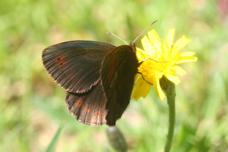 Erebia pronoe vergy: Bild 10