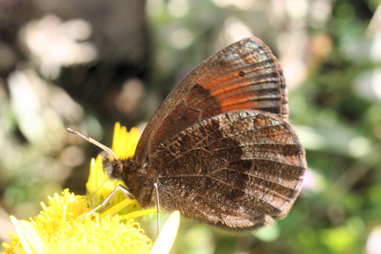 Erebia pronoe vergy: Bild 12