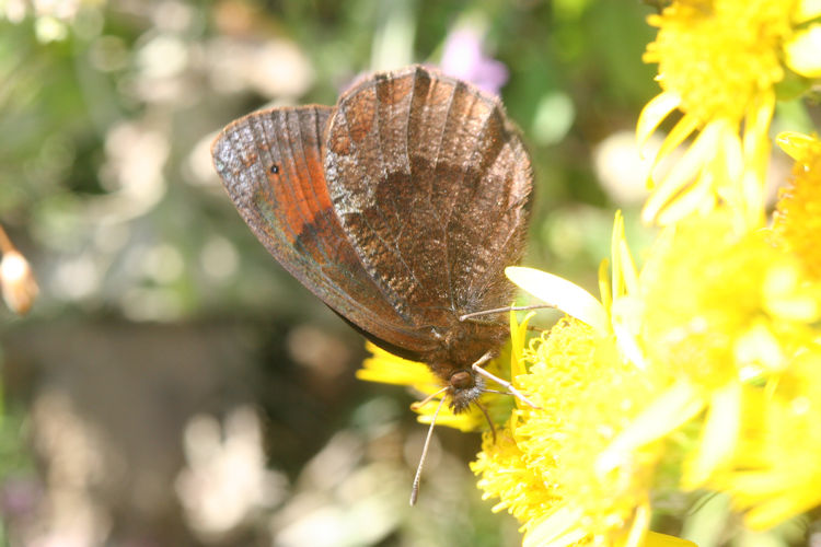 Erebia pronoe vergy: Bild 13