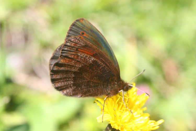 Erebia pronoe vergy: Bild 14