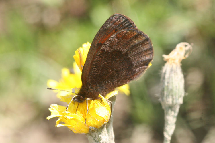 Erebia pronoe vergy: Bild 15