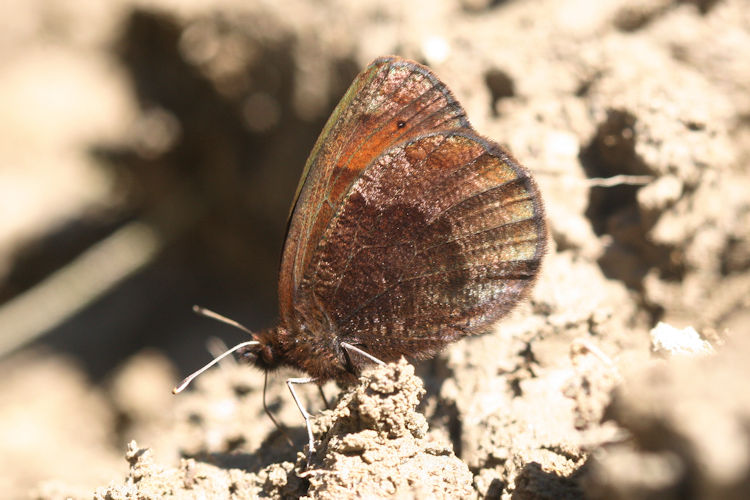 Erebia pronoe vergy: Bild 18