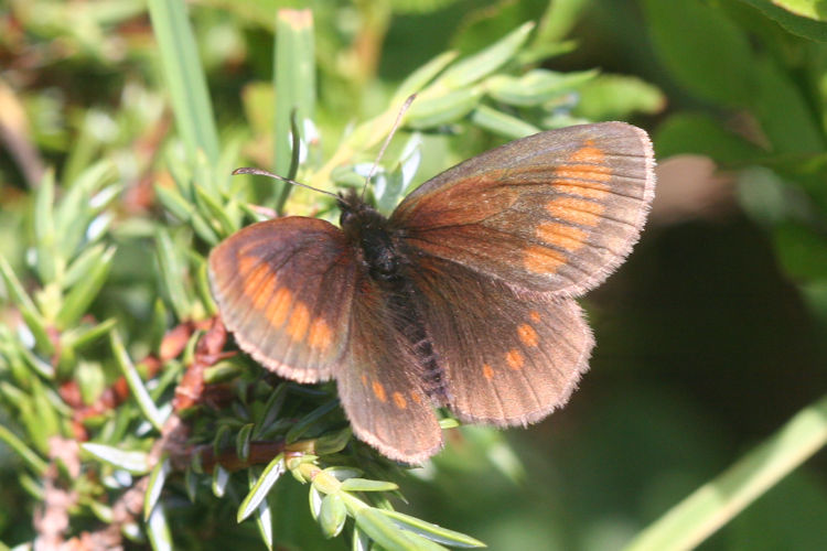 Erebia melampus: Bild 11