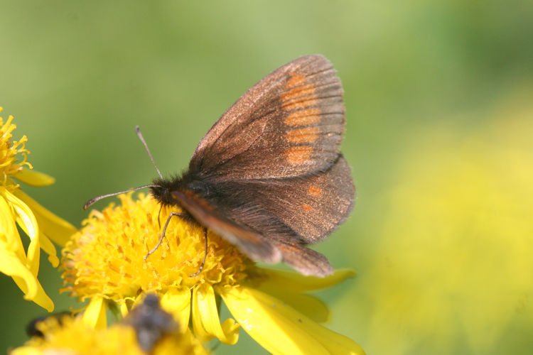 Erebia melampus: Bild 12