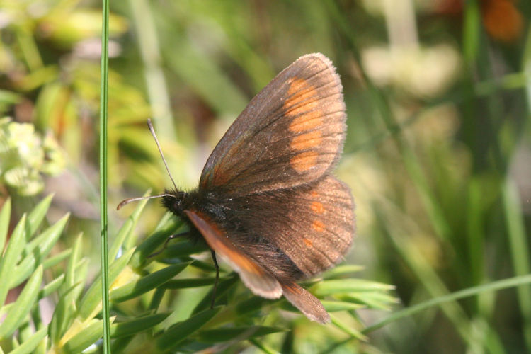 Erebia melampus: Bild 13