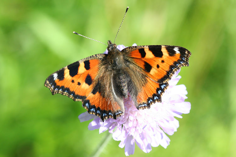 Aglais urticae: Bild 9