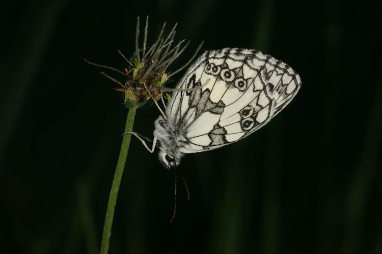 Melanargia galathea: Bild 12