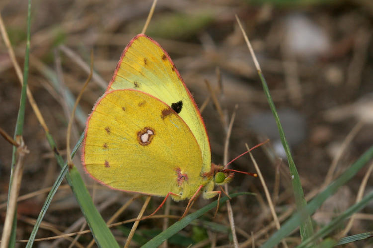 Colias hyale: Bild 1