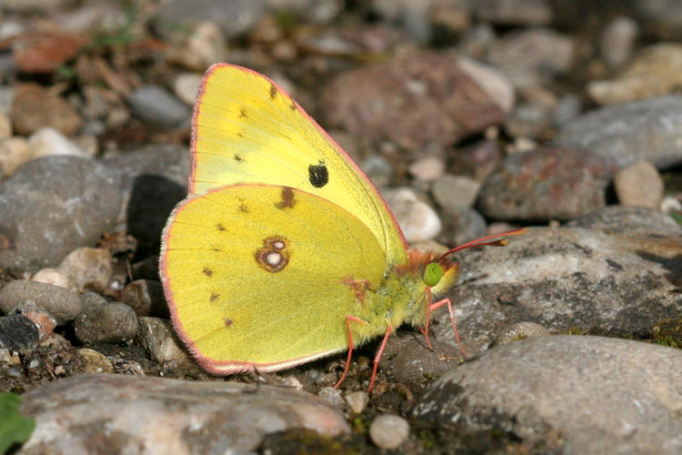 Colias hyale: Bild 2