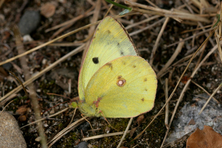 Colias hyale: Bild 3