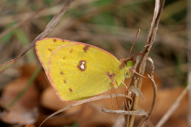 Colias hyale: Bild 5