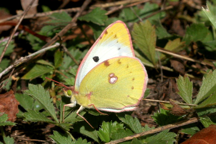 Colias hyale: Bild 6