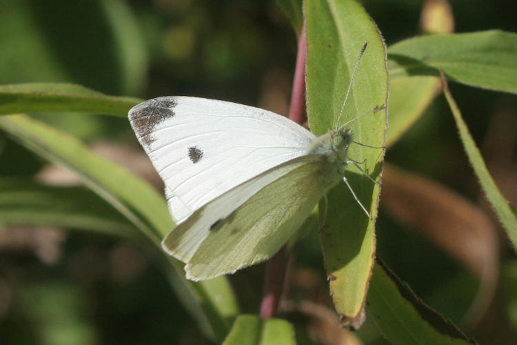 Pieris rapae: Bild 4