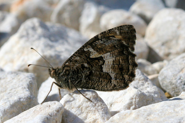 Hipparchia aristaeus senthes: Bild 14