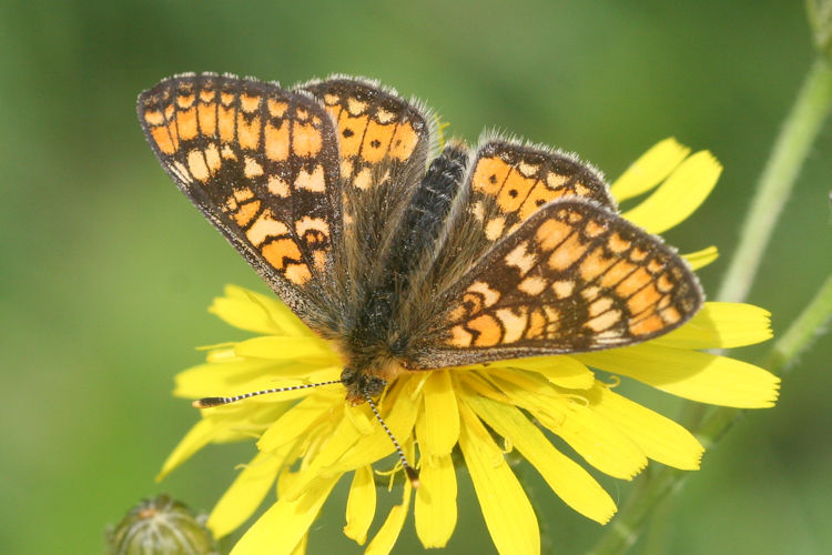 Euphydryas aurinia aurinia: Bild 4