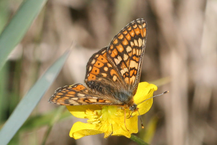 Euphydryas aurinia aurinia: Bild 5