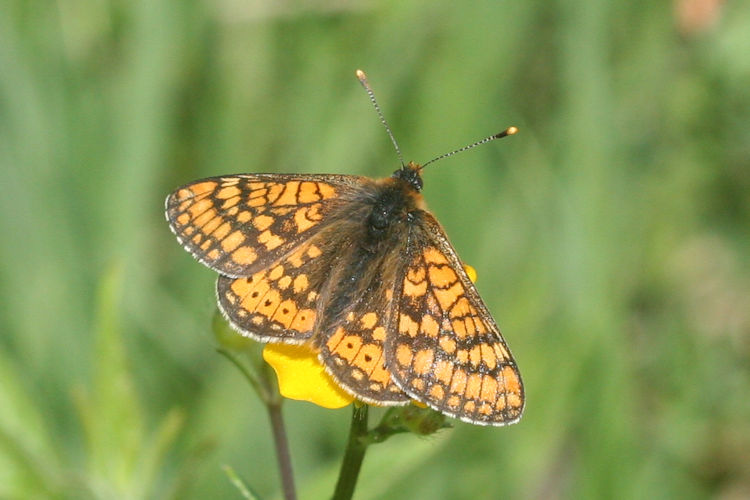 Euphydryas aurinia aurinia: Bild 7