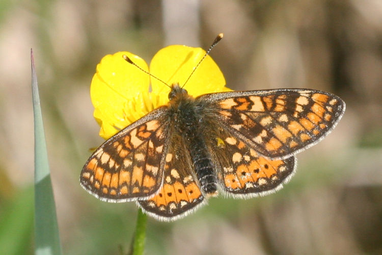 Euphydryas aurinia aurinia: Bild 8