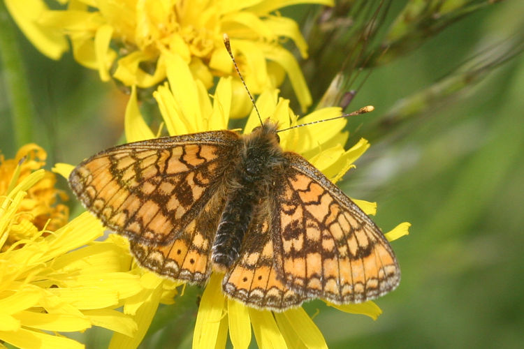 Euphydryas aurinia aurinia: Bild 14