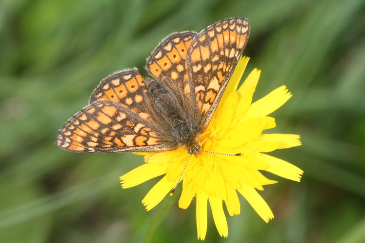 Euphydryas aurinia aurinia: Bild 16