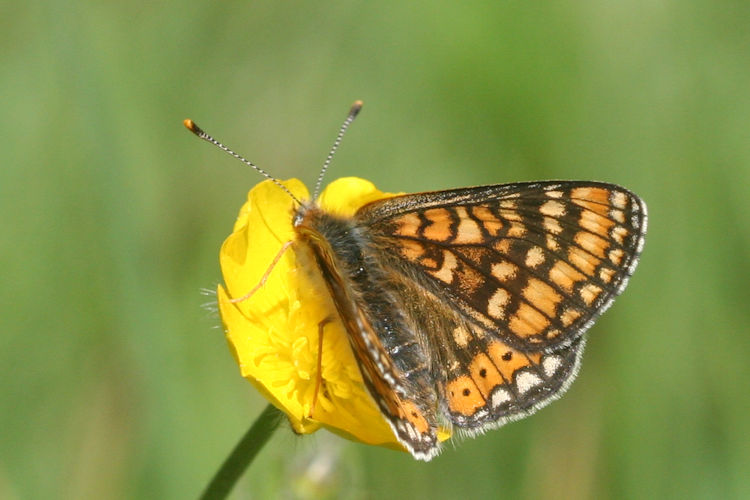 Euphydryas aurinia aurinia: Bild 17