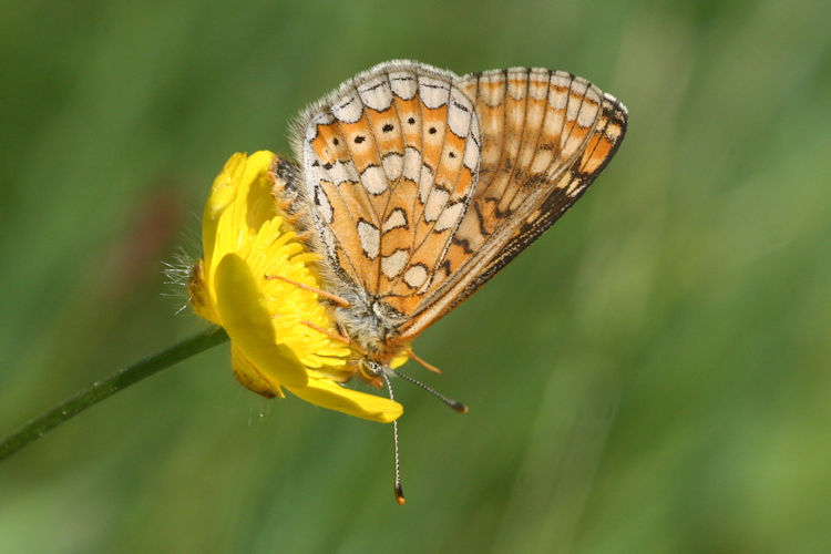 Euphydryas aurinia aurinia: Bild 23