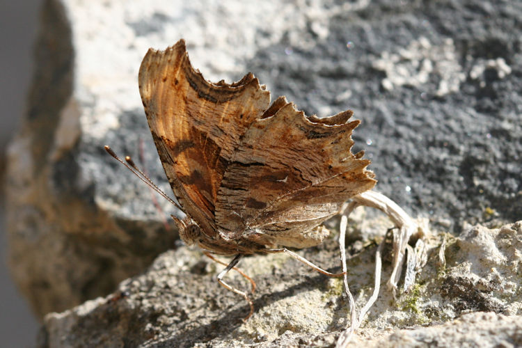 Polygonia egea: Bild 18