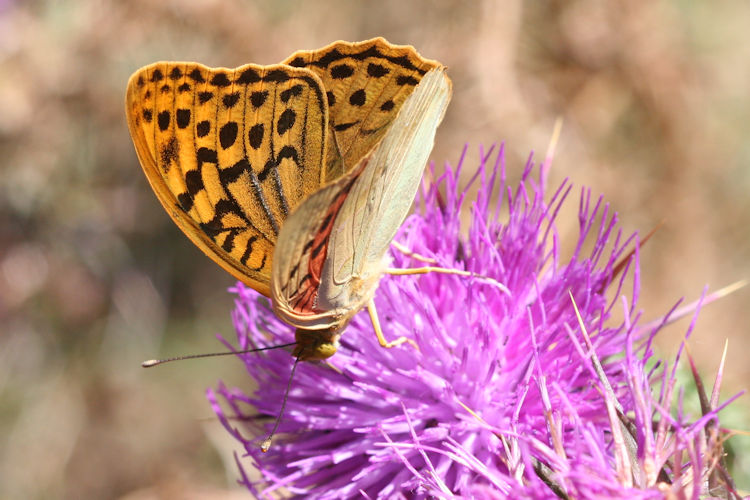 Argynnis pandora: Bild 8