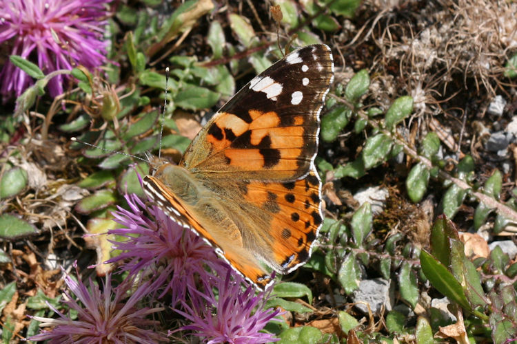 Vanessa cardui: Bild 9