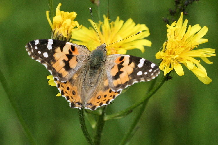 Vanessa cardui: Bild 10