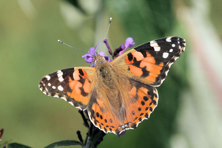 Vanessa cardui: Bild 16