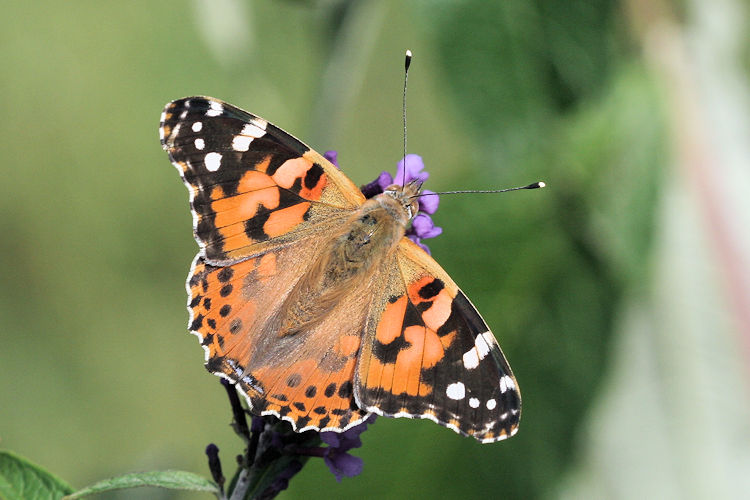 Vanessa cardui: Bild 1