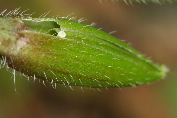 Cacyreus marshalli: Bild 2