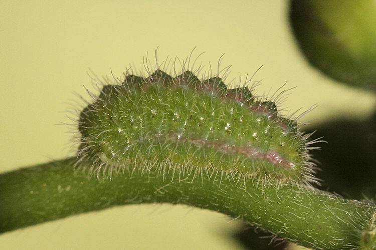 Cacyreus marshalli: Bild 10