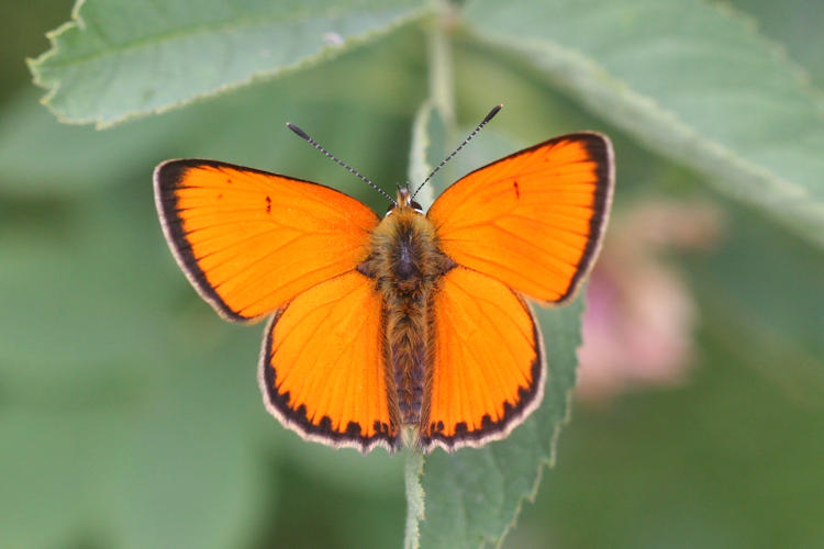 Lycaena virgaureae: Bild 1