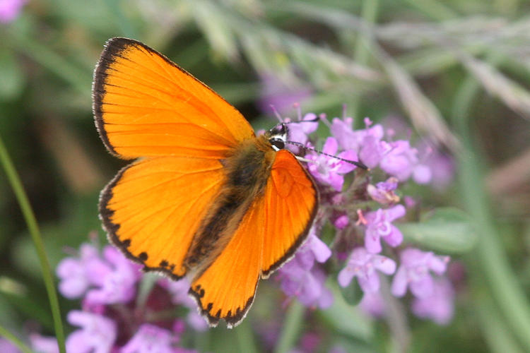 Lycaena virgaureae: Bild 7