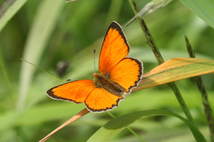 Lycaena virgaureae: Bild 8