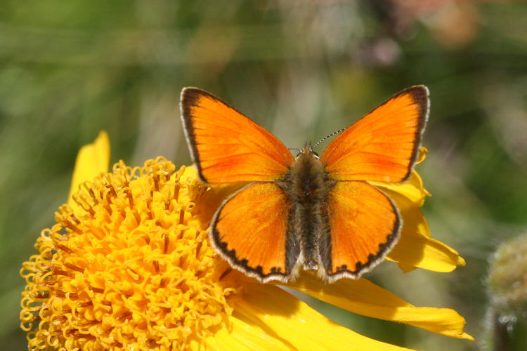 Lycaena virgaureae: Bild 9